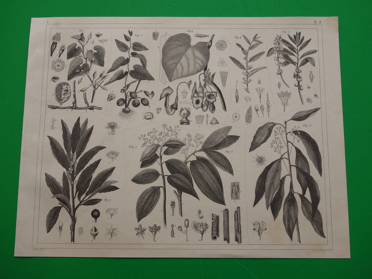 Oude Botanische Prent van Kaneel Originele antieke illustratie vintage print van planten en bloemen