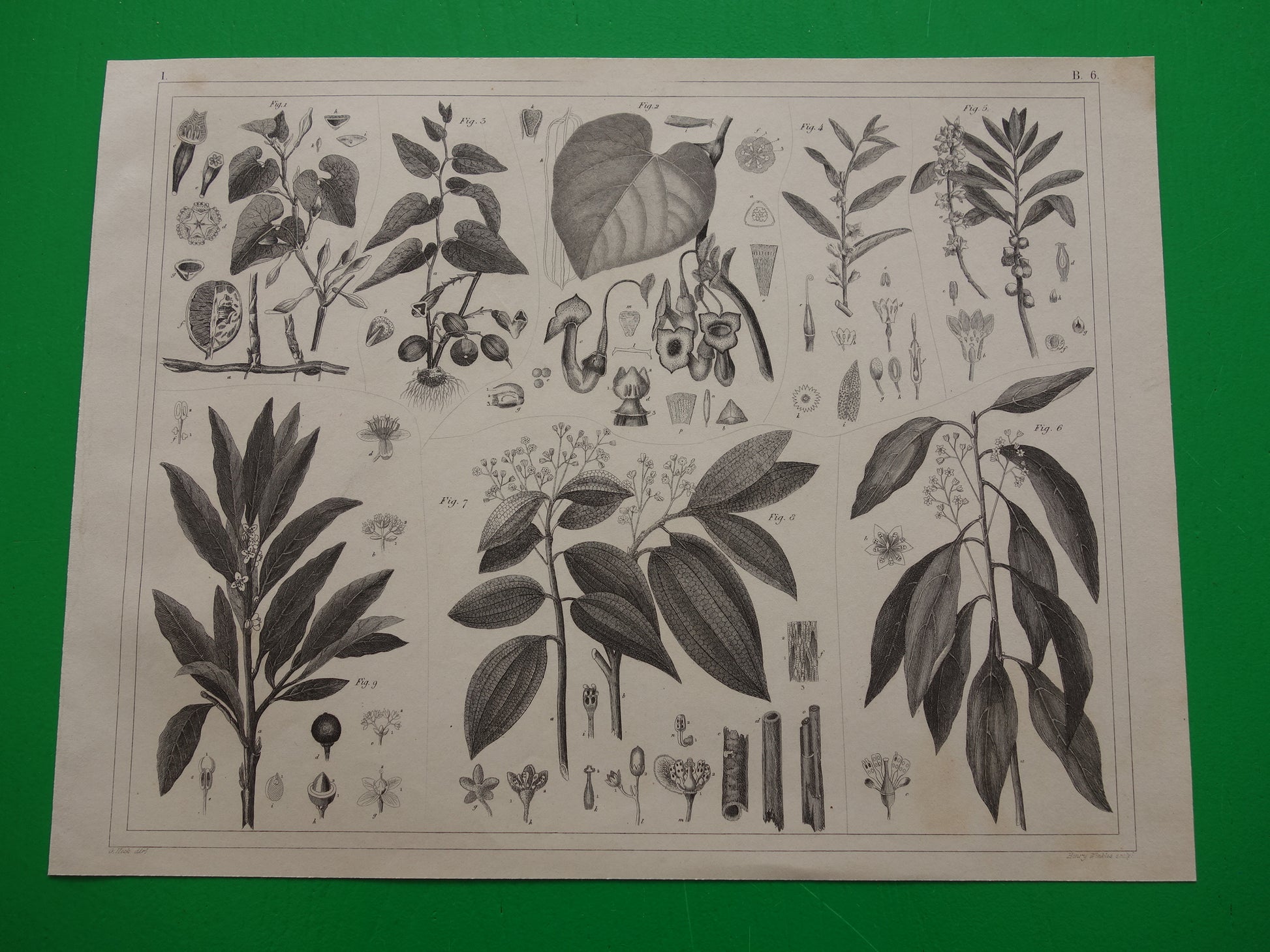 Oude Botanische Prent van Kaneel Originele antieke illustratie vintage print van planten en bloemen