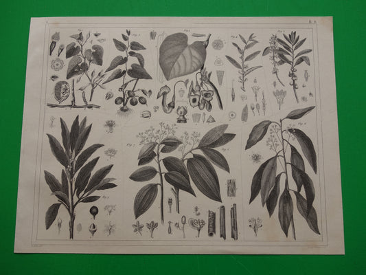 Oude Botanische Prent van Kaneel Originele antieke illustratie vintage print van planten en bloemen