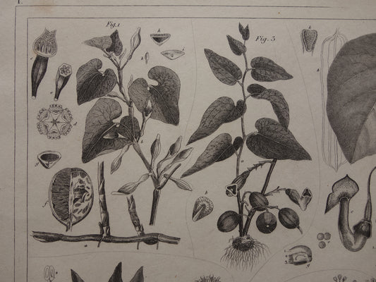 Oude Botanische Prent van Kaneel Kaneelboom Originele antieke illustratie vintage print van planten en bloemen