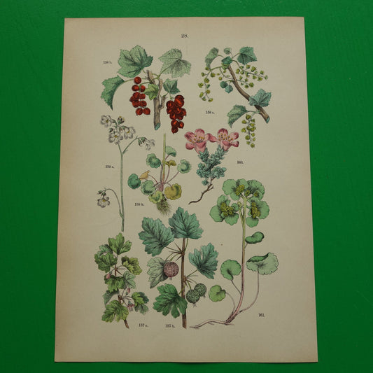 Oude botanische prent van aalbes kruisbes antieke illustratie bessen steenbreek