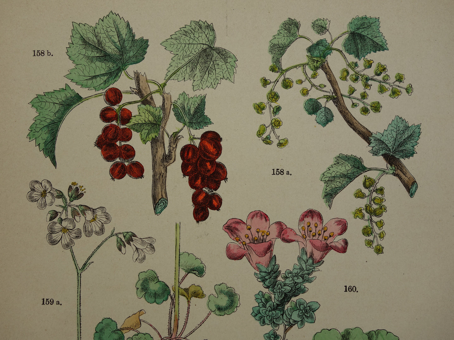 Alter botanischer Druck von Johannisbeerstachelbeere antike Illustration Beeren Steinbrech