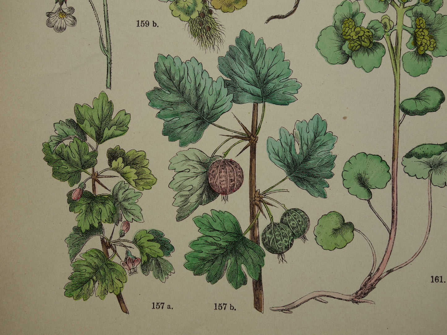 Alter botanischer Druck von Johannisbeerstachelbeere antike Illustration Beeren Steinbrech