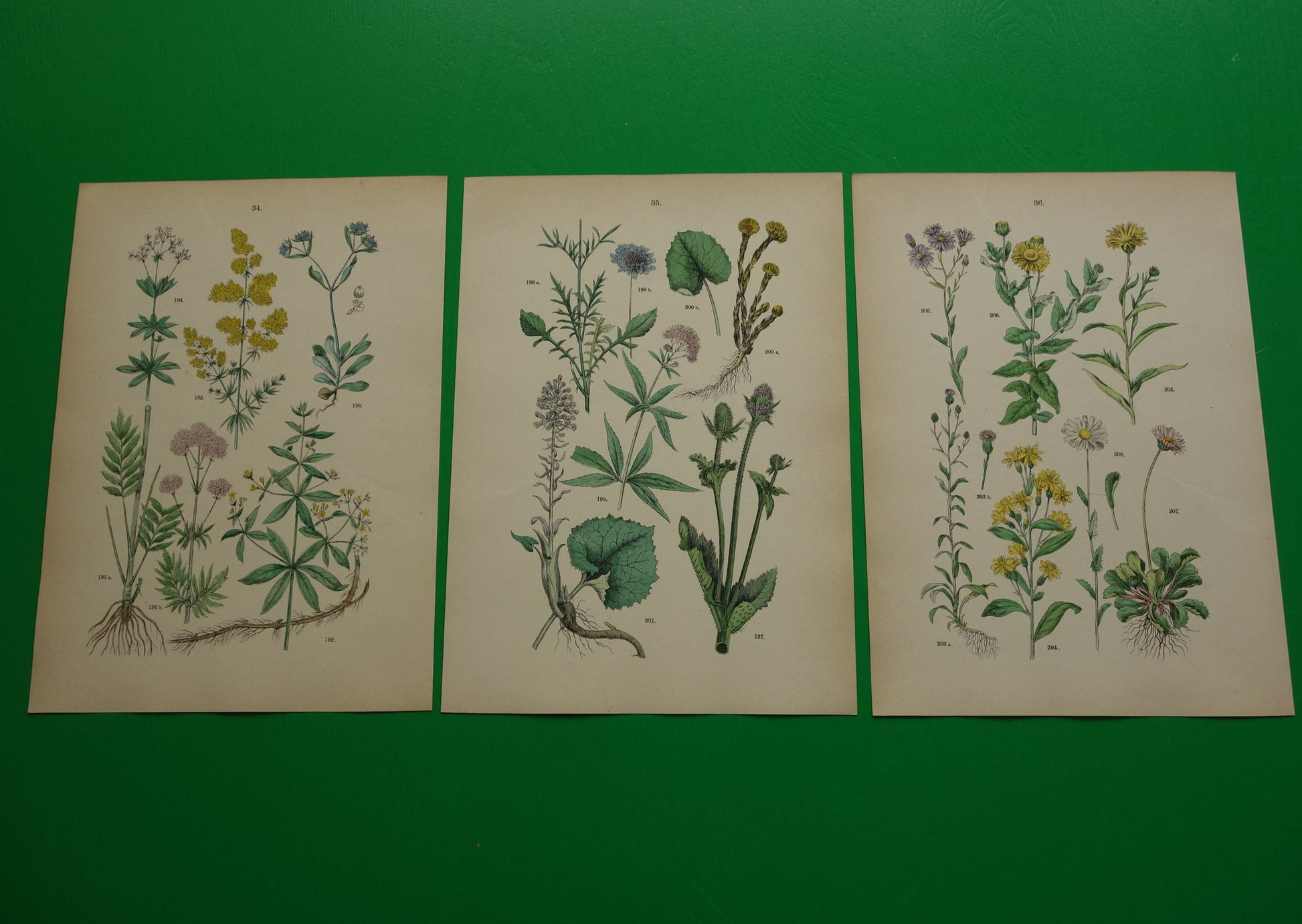 Antieke botanische prenten Set van drie 135+ jaar  Oude bloemen illustratie prent 