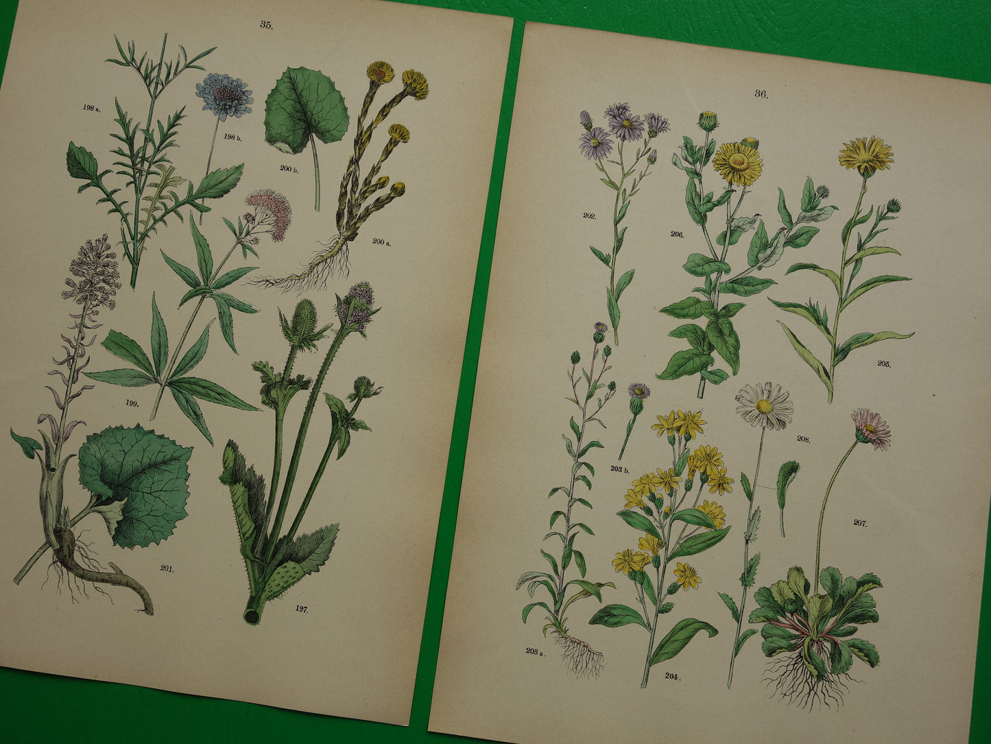 Antieke botanische prenten Set van drie 135+ jaar  Oude bloemen illustratie prent