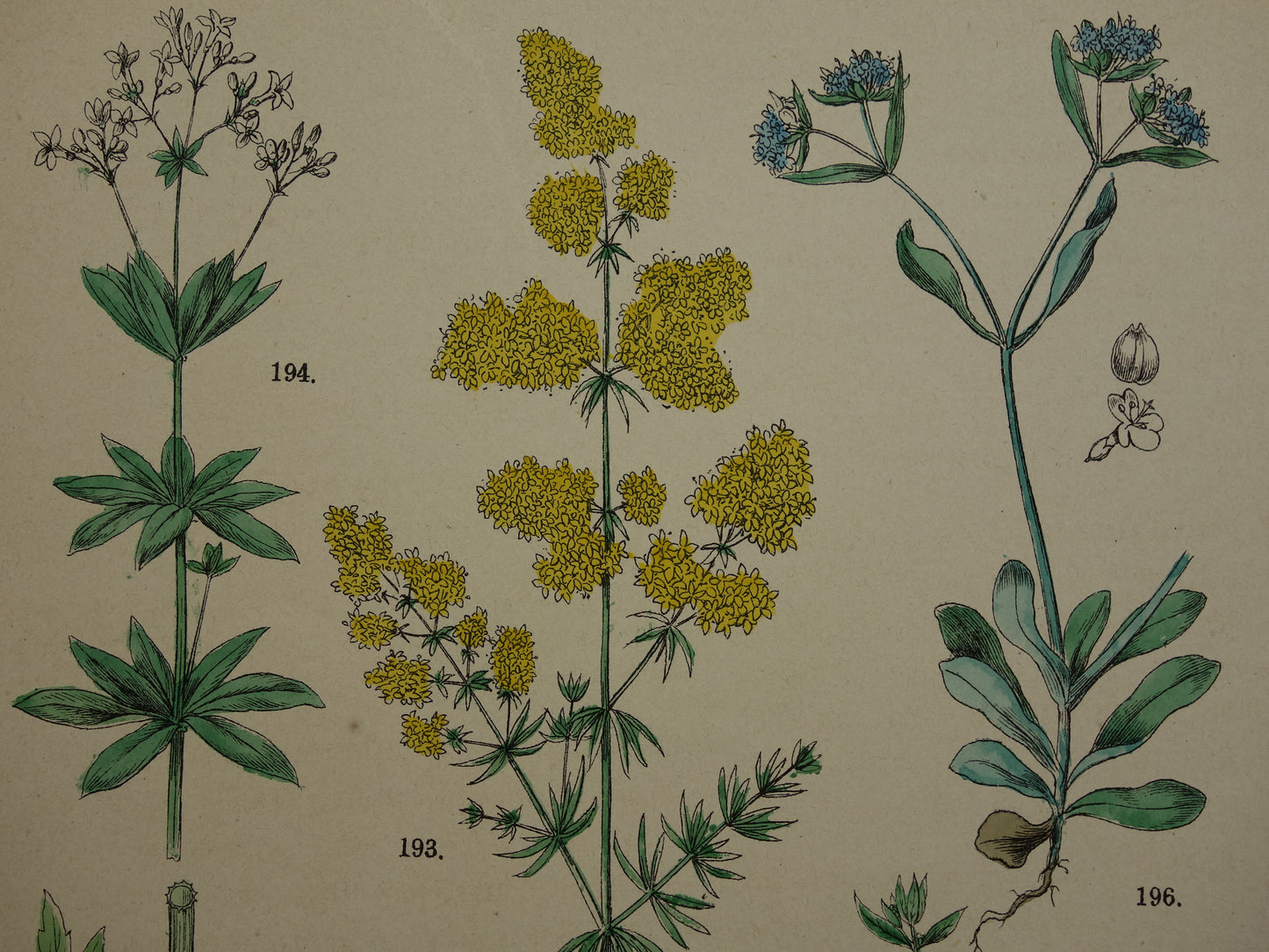 Antieke botanische prenten Set van drie 135+ jaar  Oude bloemen illustratie prent