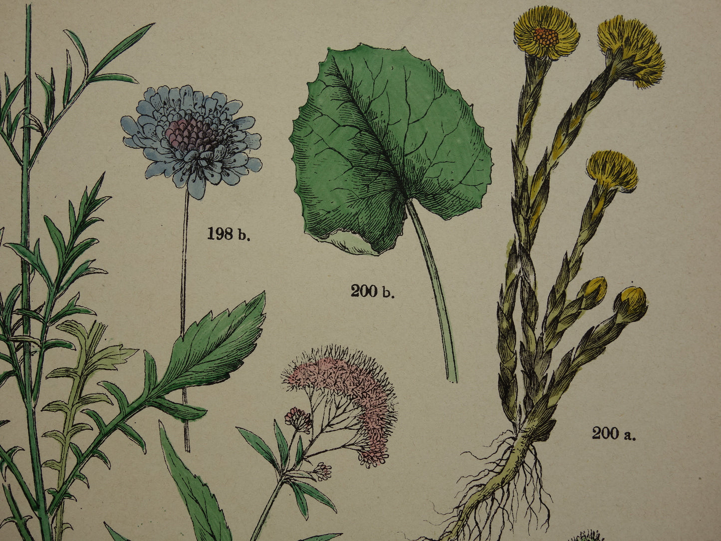 Antieke botanische prenten Set van drie 135+ jaar  Oude bloemen illustratie prent