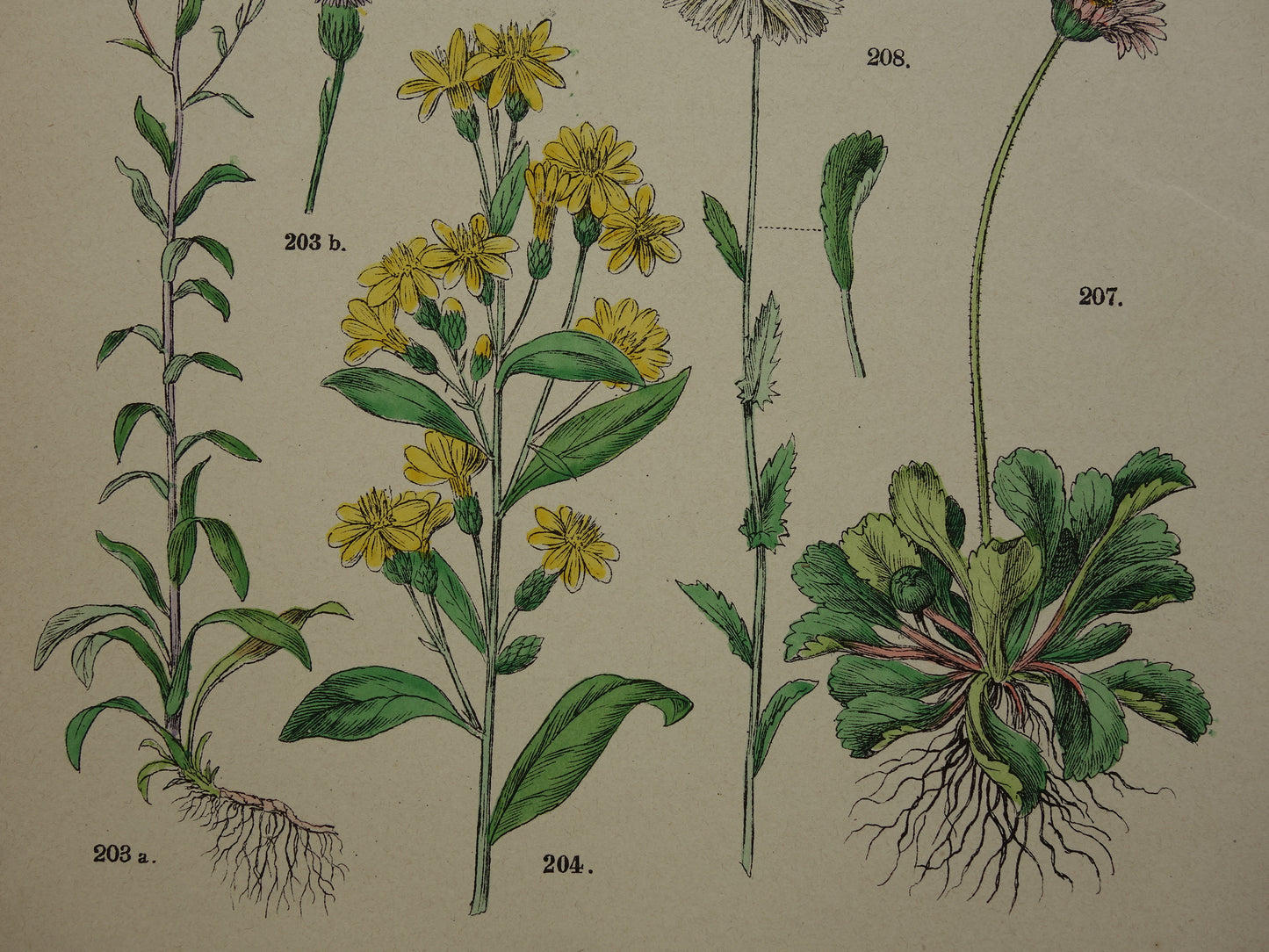 Antieke botanische prenten Set van drie 135+ jaar  Oude bloemen illustratie prent