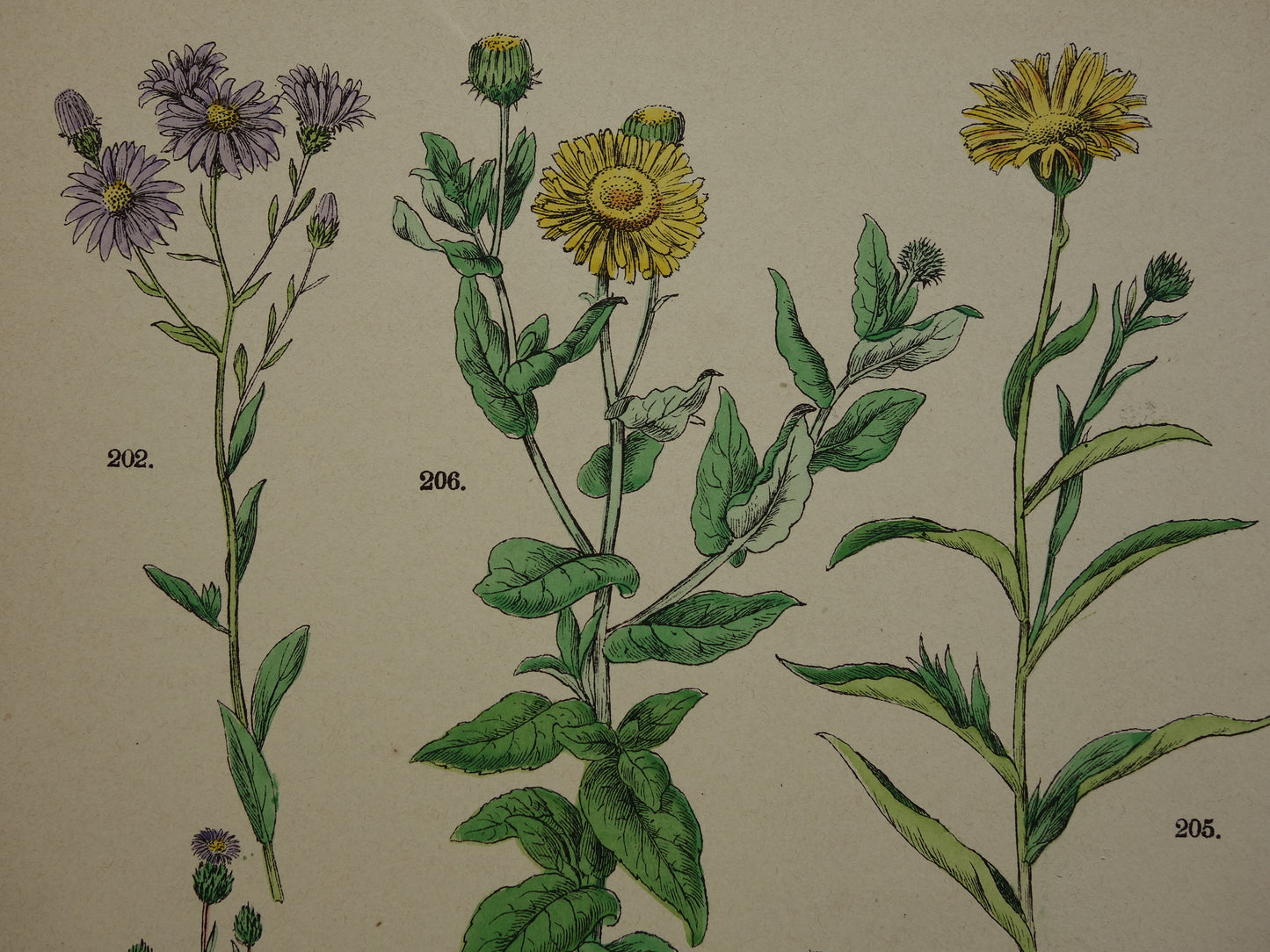 Antieke botanische prenten Set van drie 135+ jaar  Oude bloemen illustratie prent