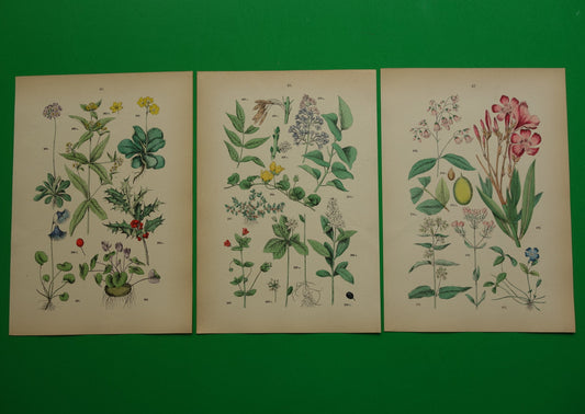 Oude botanische prenten Set van drie meer dan 135+ jaar oude antieke prints bloemen illustratie prent