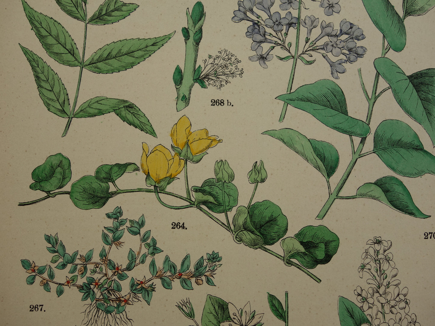 Alte botanische Drucke Set mit drei über 135 Jahre alten antiken Drucken mit Blumenillustrationen