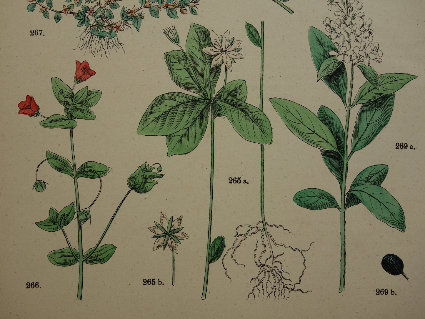 Alte botanische Drucke Set mit drei über 135 Jahre alten antiken Drucken mit Blumenillustrationen