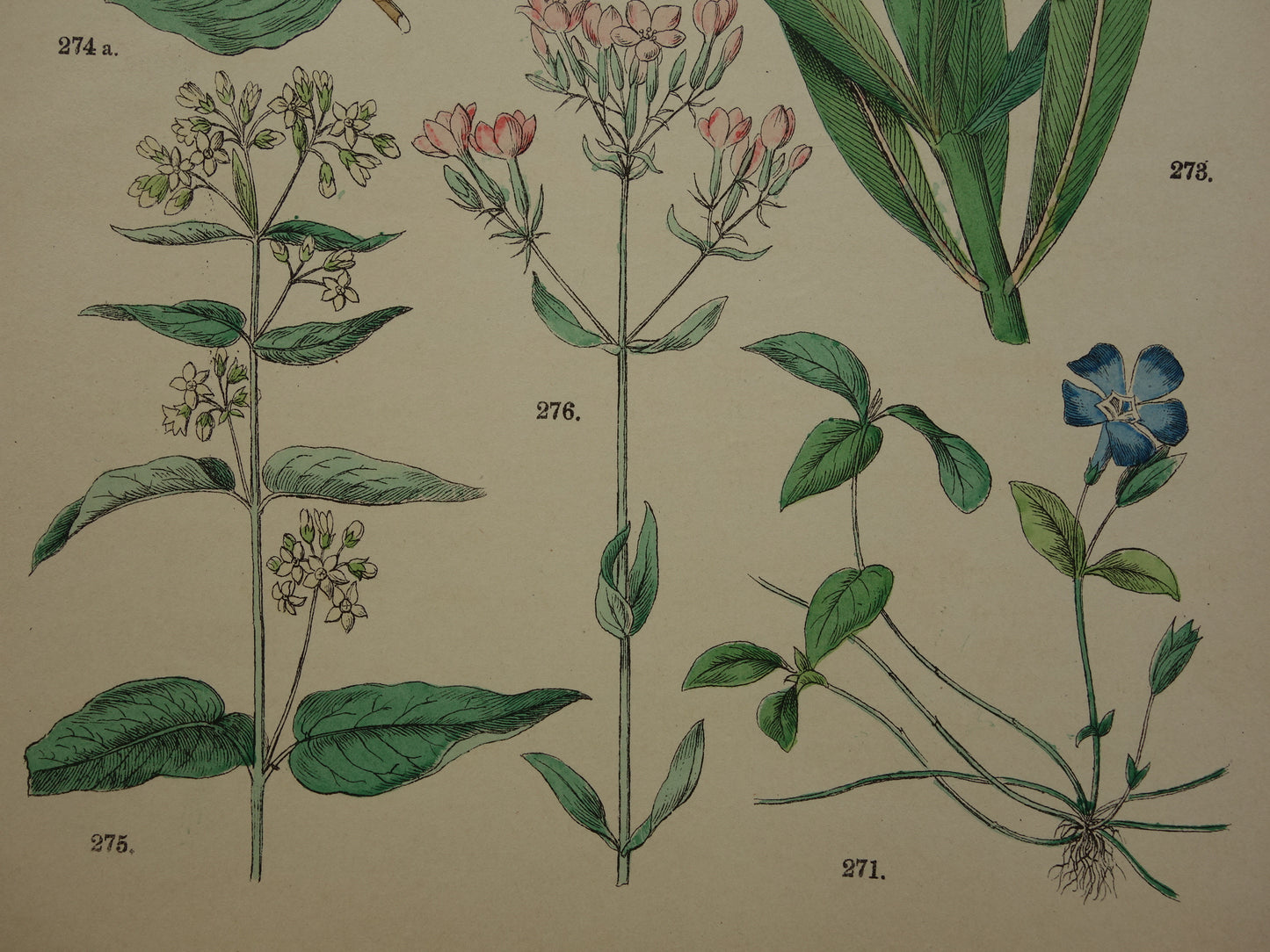 Alte botanische Drucke Set mit drei über 135 Jahre alten antiken Drucken mit Blumenillustrationen