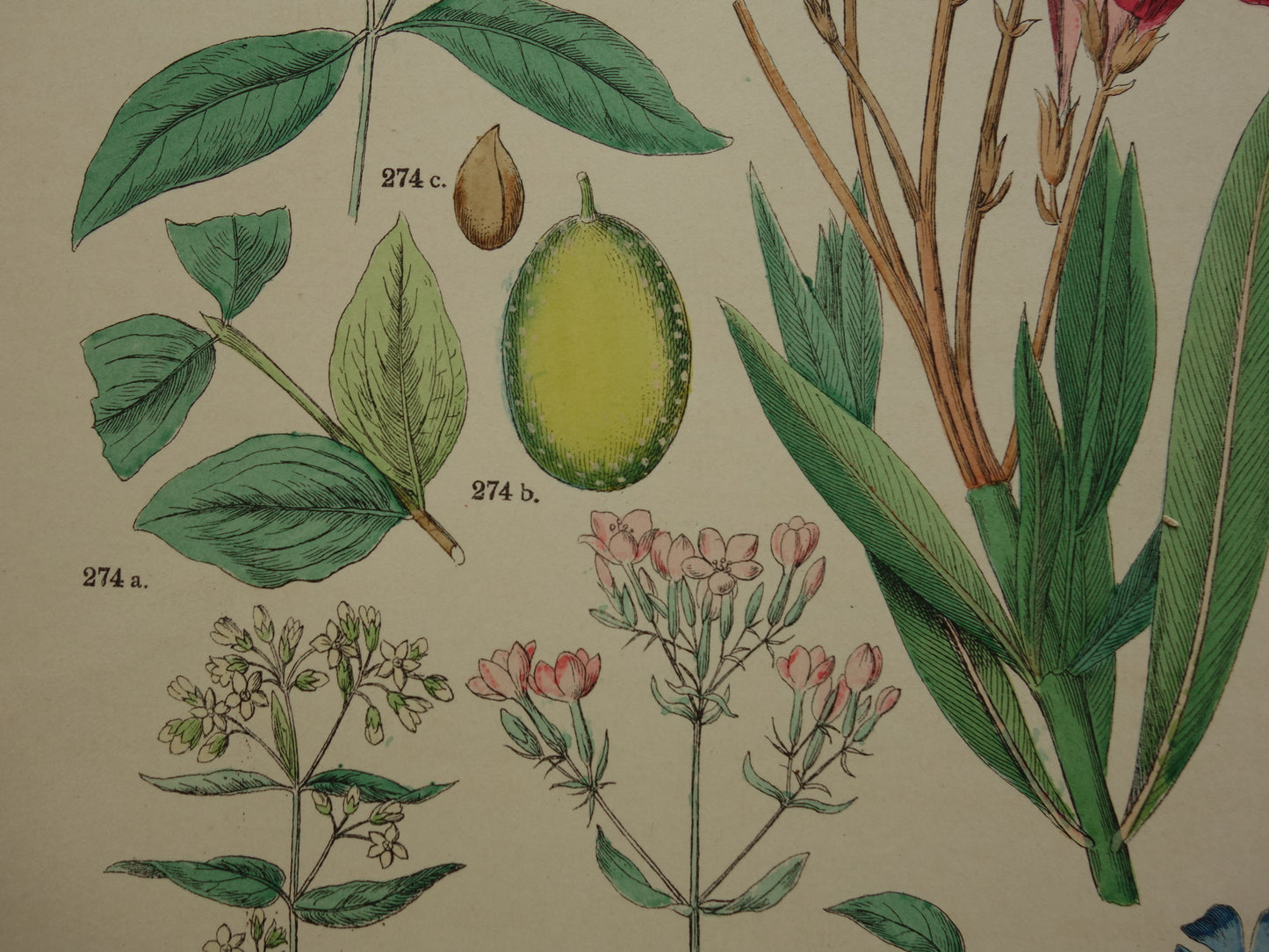 Alte botanische Drucke Set mit drei über 135 Jahre alten antiken Drucken mit Blumenillustrationen