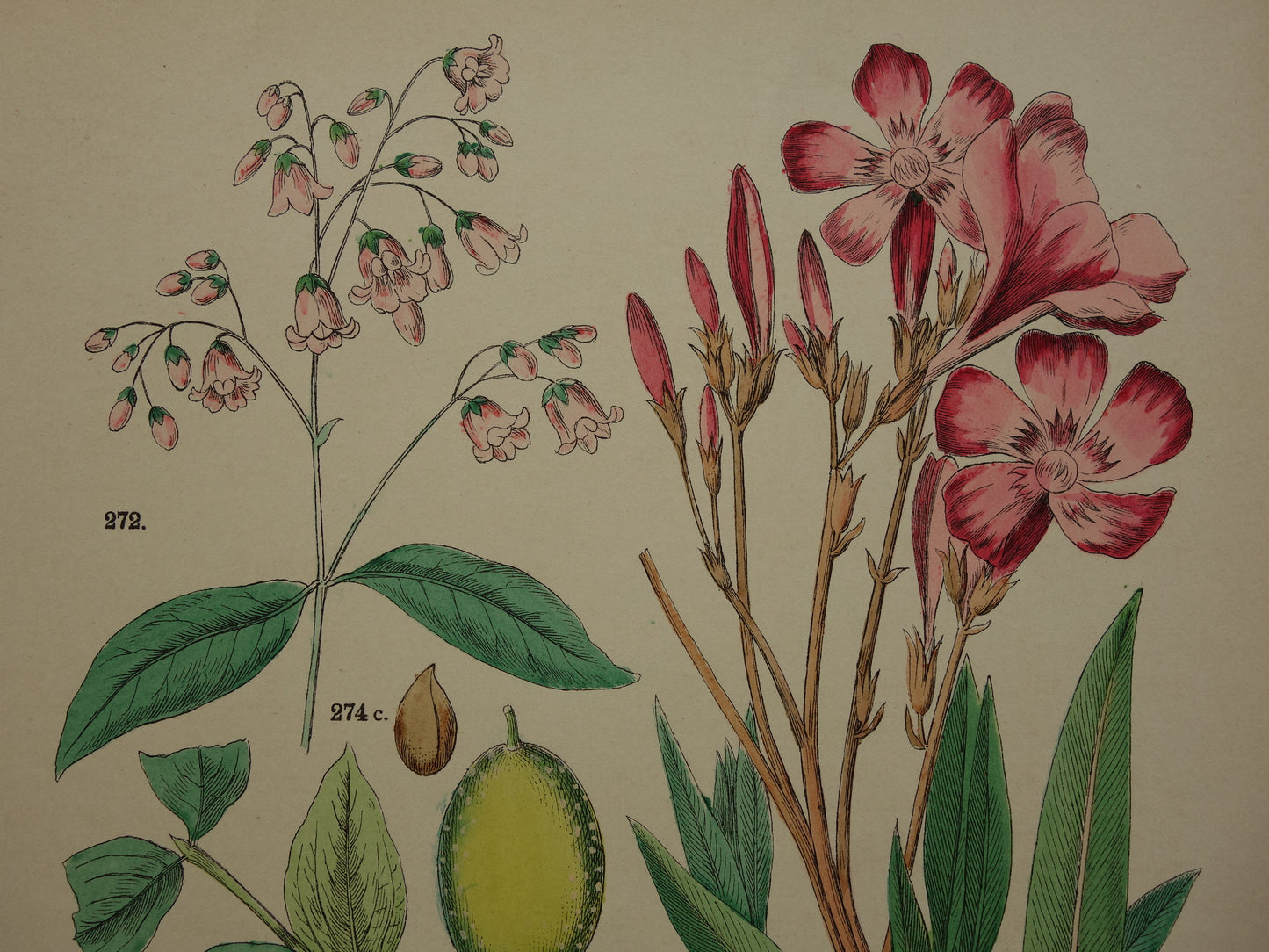 Alte botanische Drucke Set mit drei über 135 Jahre alten antiken Drucken mit Blumenillustrationen