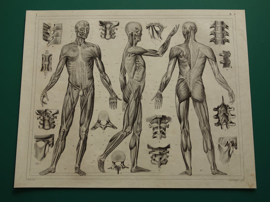 Oude Anatomie Prent Spieren van de Mens Originele 170+ jaar oude Illustratie Vintage Anatomische Prenten