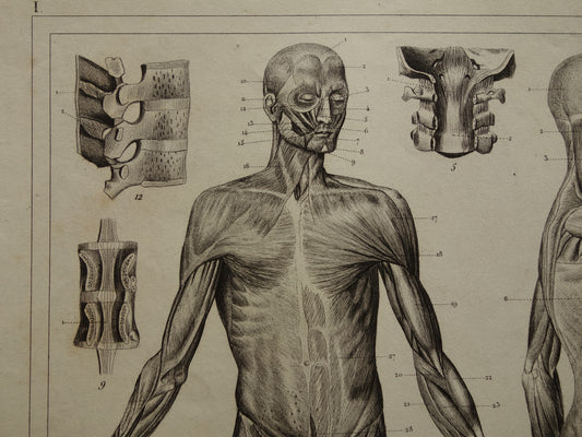 Über 170 Jahre alter Anatomiedruck über Muskeln und Eingeweide Antikdruck Zunge Hals Luftröhre Vintage anatomische Illustration