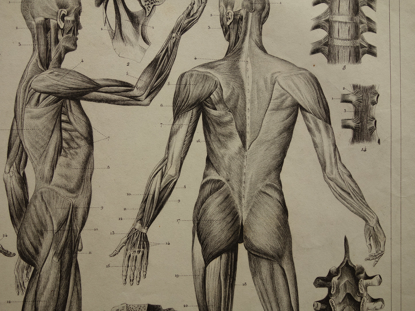 Oude Anatomie Prent Spieren van de Mens Originele 170+ jaar oude Illustratie Vintage Anatomische Prenten