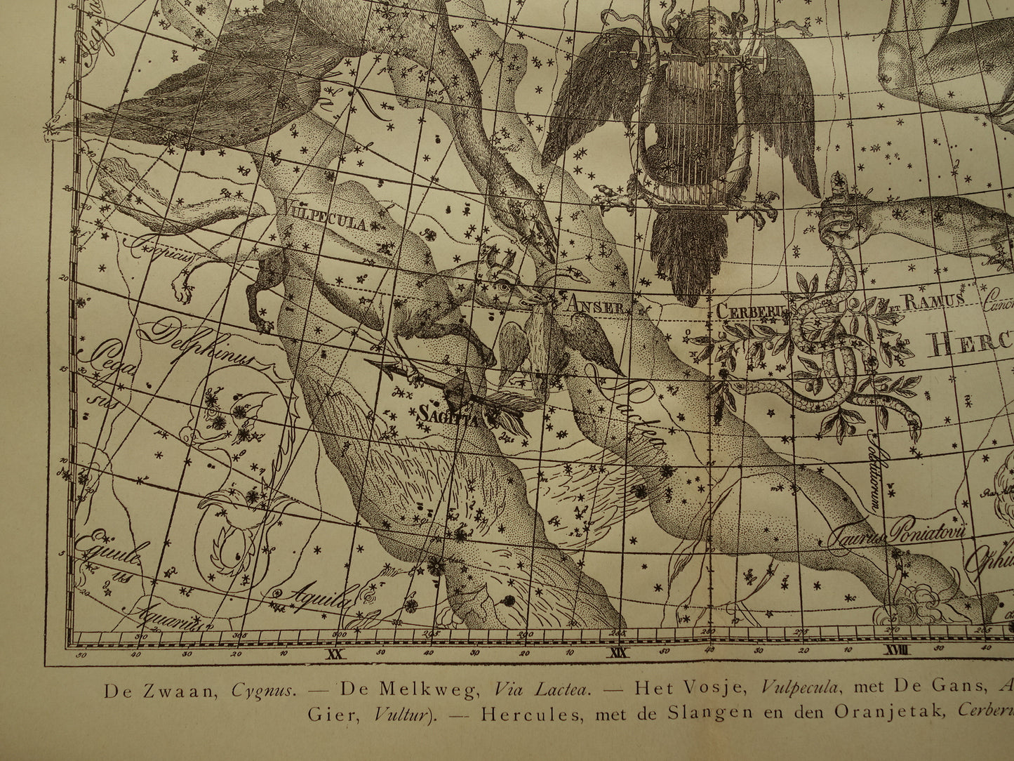 Alter Astronomie-Druck der Konstellationen Hercules Cygnus und Vultur Lyra Antiker Sternkarten-Astrologie-Konstellations-Vintage-Druck