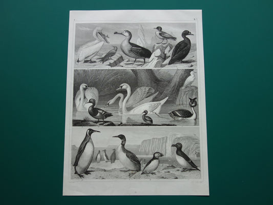 VOGELS oude prent van watervogels Originele 170+ jaar oude vogel illustratie Zwaan Fuut  Pelikaan Alk Papegaaiduiker vintage print