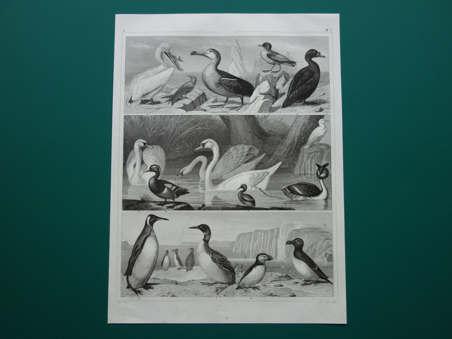 VOGELS oude prent van watervogels Originele 170+ jaar oude vogel illustratie Zwaan Fuut  Pelikaan Alk Papegaaiduiker vintage print