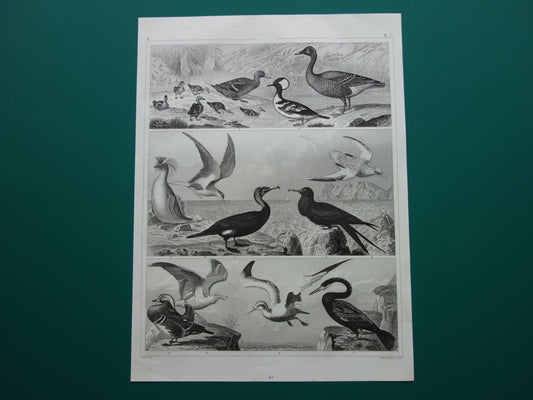Oude prent van vogels Originele 170+ jaar oude watervogels illustratie Eend Aalscholver Visdief vintage print