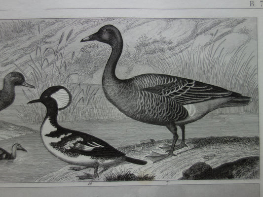 Oude prent van vogels Originele 170+ jaar oude watervogels illustratie Eend Aalscholver Visdief vintage print