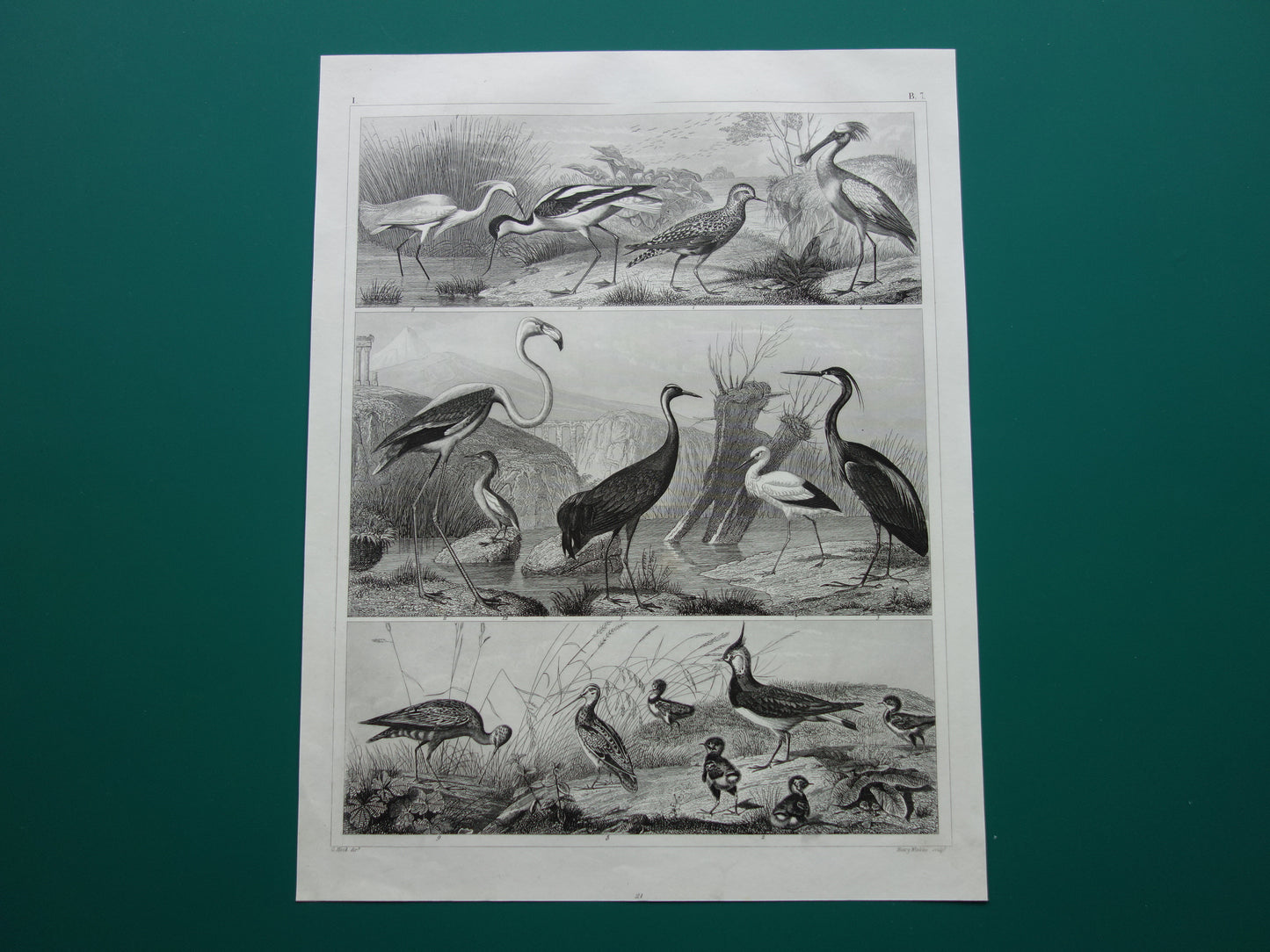 Oude vogel prent originele 170+ jaar oude illustratie van vogels reiger ooievaar kraanvogel vintage print