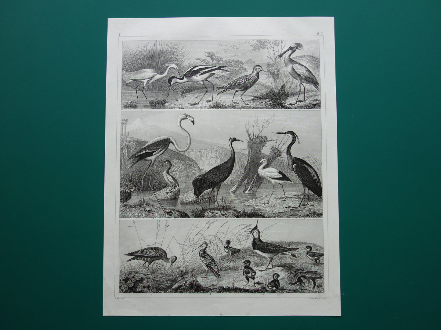 Oude vogel prent originele 170+ jaar oude illustratie van vogels reiger ooievaar kraanvogel vintage print