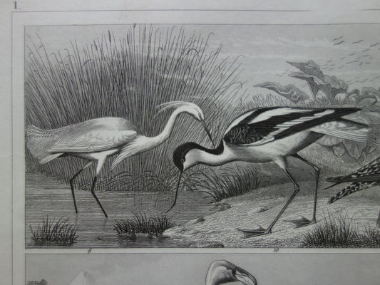 Oude vogel prent originele 170+ jaar oude illustratie van vogels reiger ooievaar kraanvogel vintage print