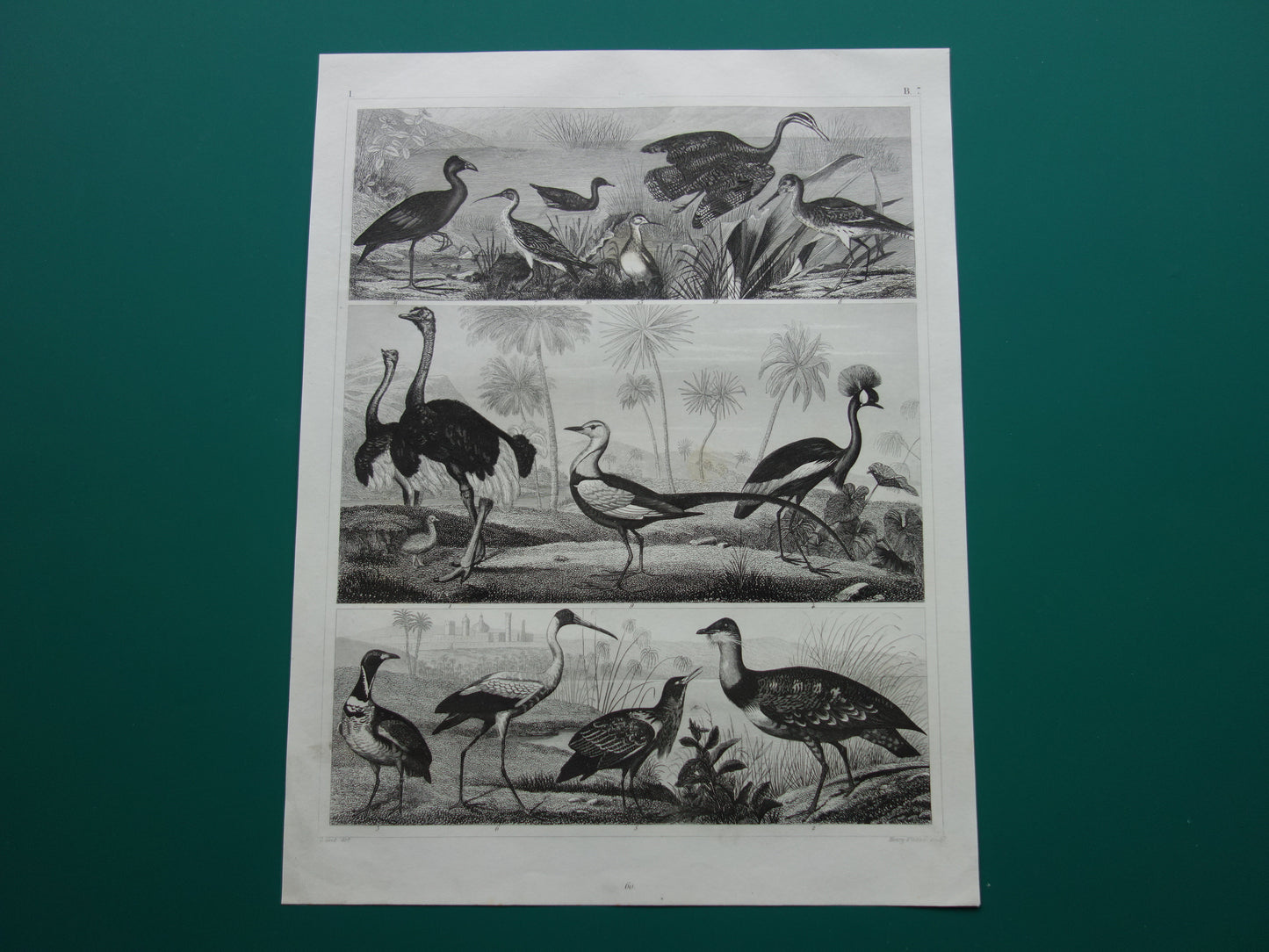 Oude vogel prent originele 170+ jaar oude illustratie van vogels Struisvogel Grijze Kroonkraanvogel Witte Ibis vintage print