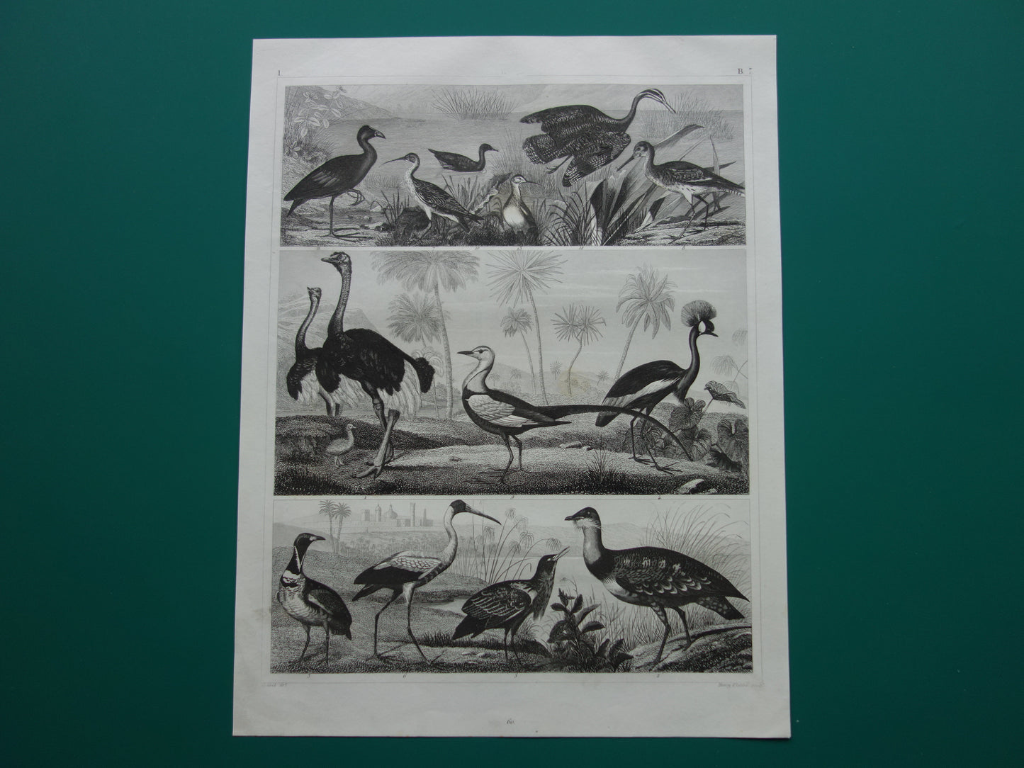 Struisvogel, Grijze Kroonkraanvogel, Witte Ibis, Roerdomp, Witgat en Waterhoen oude prent kopen