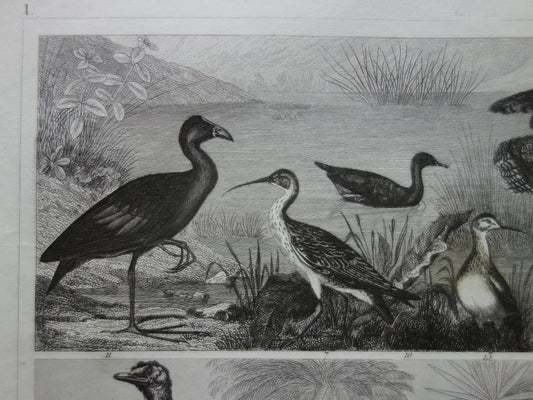 Oude vogel prent originele 170+ jaar oude illustratie van vogels Struisvogel Grijze Kroonkraanvogel Witte Ibis vintage print
