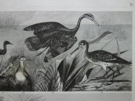 Oude vogel prent originele 170+ jaar oude illustratie van vogels Struisvogel Grijze Kroonkraanvogel Witte Ibis vintage print