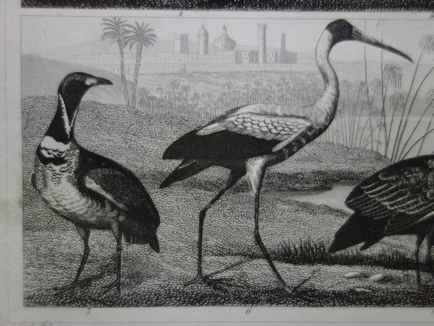 Oude vogel prent originele 170+ jaar oude illustratie van vogels Struisvogel Grijze Kroonkraanvogel Witte Ibis vintage print