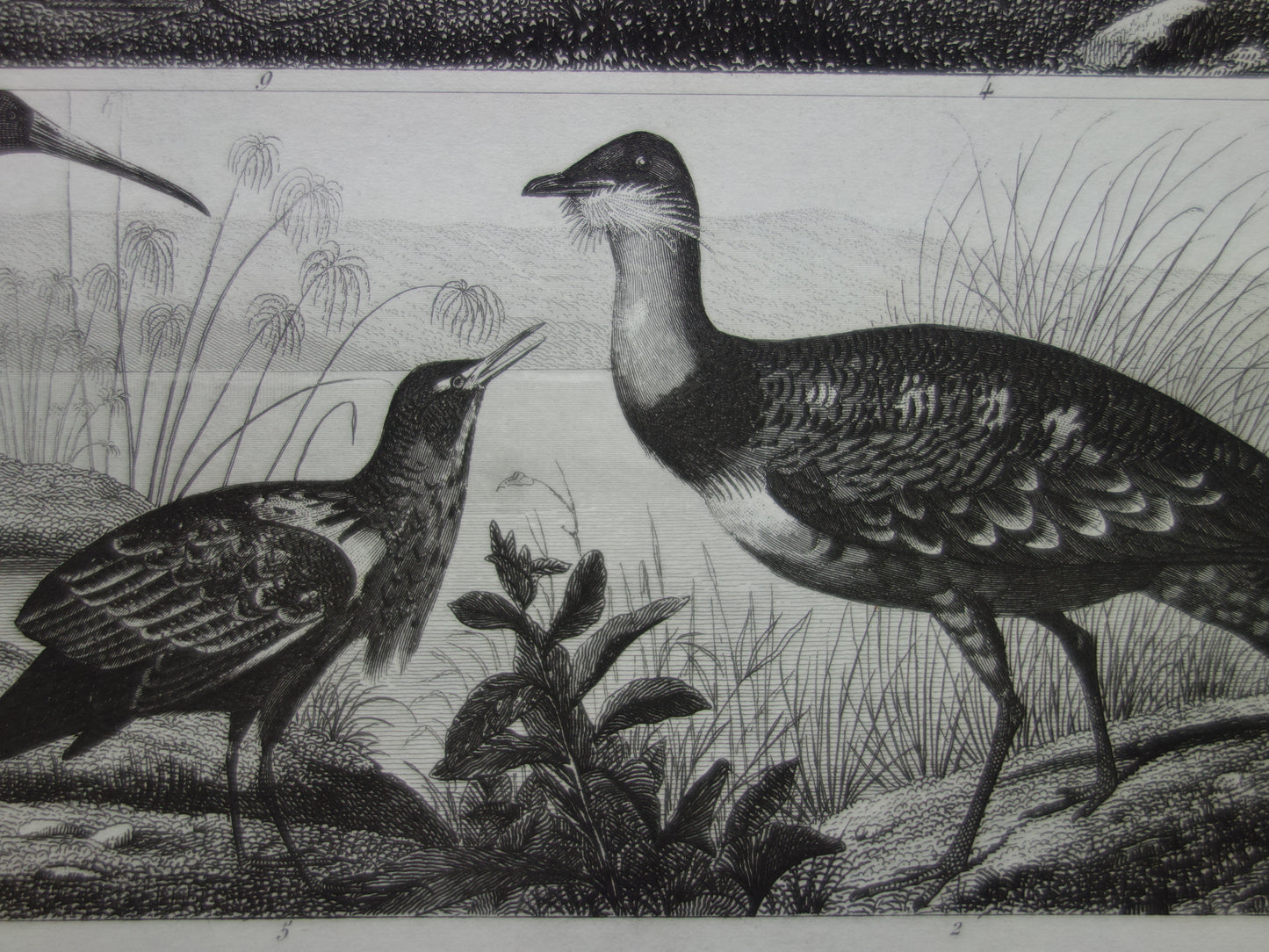 Oude vogel prent originele 170+ jaar oude illustratie van vogels Struisvogel Grijze Kroonkraanvogel Witte Ibis vintage print