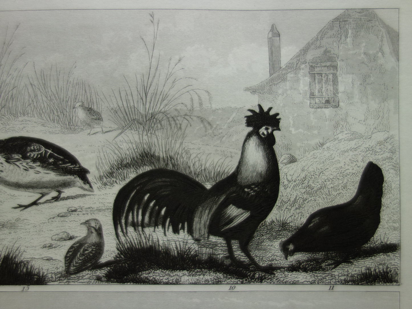 VOGELS antieke prent originele 170+ jaar oude illustratie van kip haan kalkoen kwartel vintage vogel print