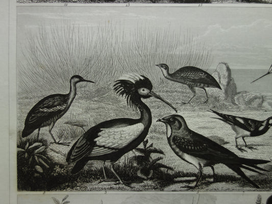 antieke afbeelding illustratie vogels vogel kopen