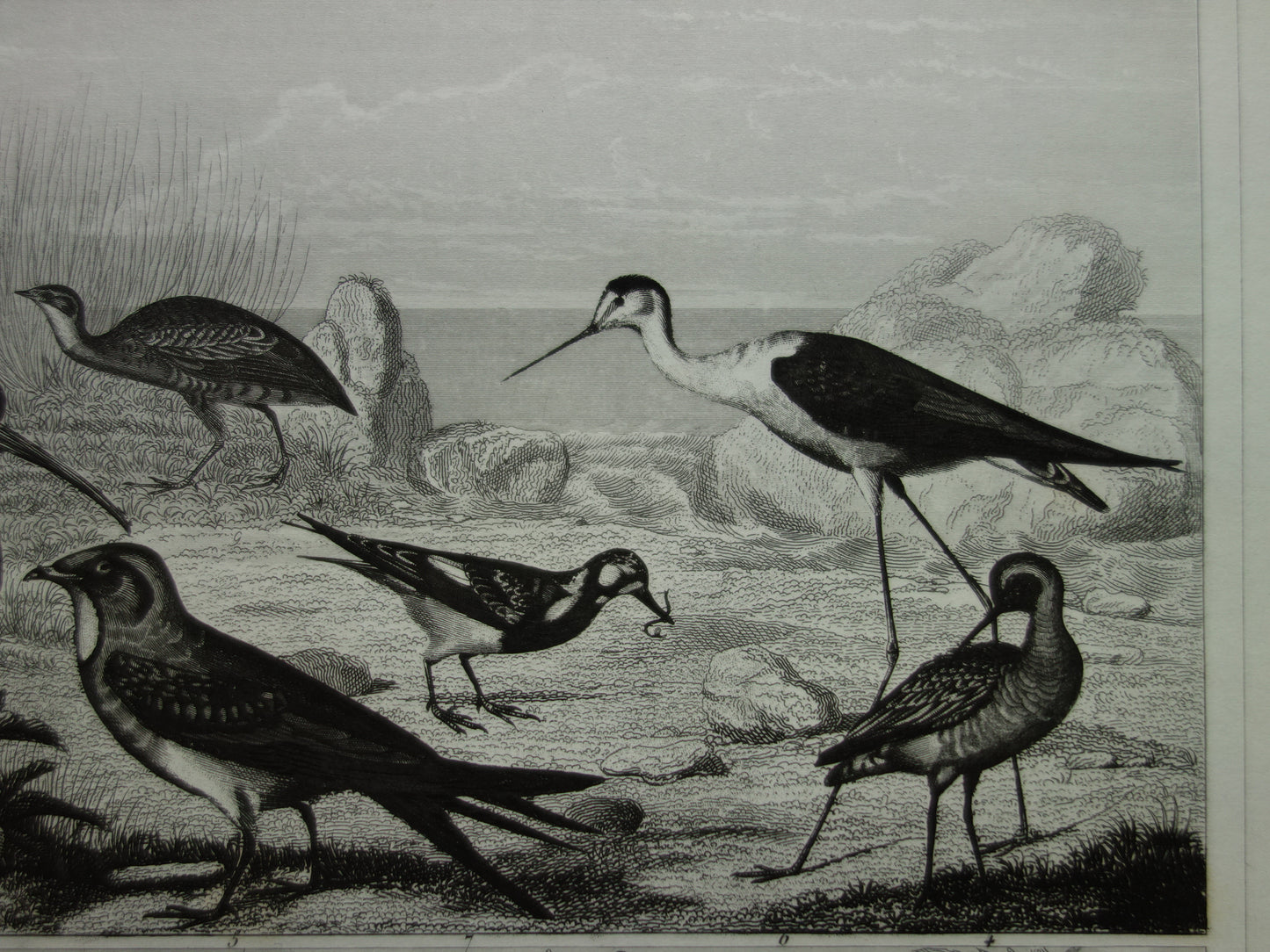 VOGELS antieke prent originele 170+ jaar oude illustratie van kip haan kalkoen kwartel vintage vogel print