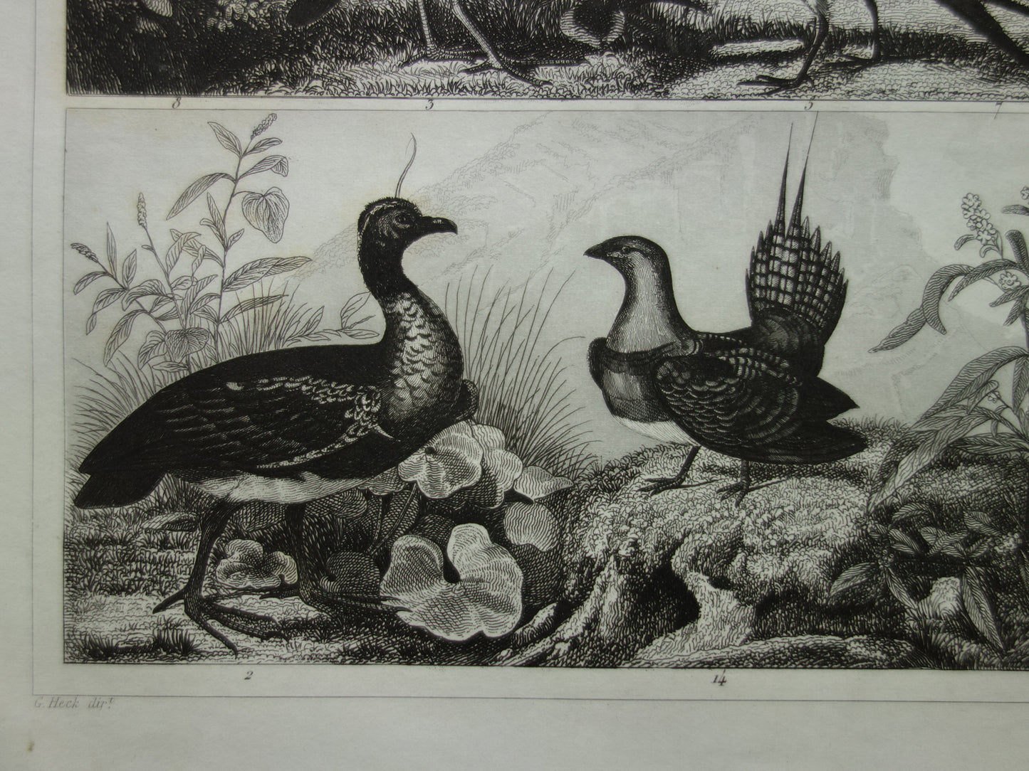 VOGELS antieke prent originele 170+ jaar oude illustratie van kip haan kalkoen kwartel vintage vogel print