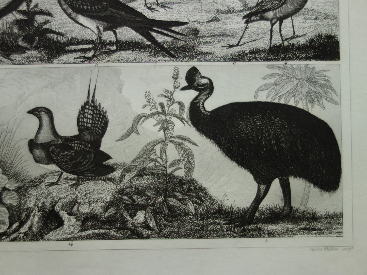 VOGELS antieke prent originele 170+ jaar oude illustratie van kip haan kalkoen kwartel vintage vogel print