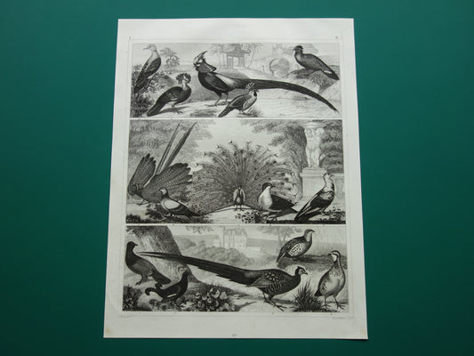 PAUW FAZANT antieke vogel prent originele 170+ jaar oude illustratie van Korhoen Houtduif Tortelduif vintage vogels print
