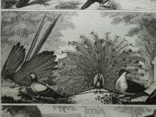 PAUW FAZANT antieke vogel prent originele 170+ jaar oude illustratie van Korhoen Houtduif Tortelduif vintage vogels print