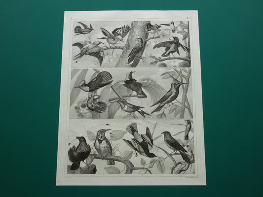 KOLIBRIE antieke vogel prent originele 170+ jaar oude illustratie van Vlaamse Gaai Kolibries Paradijsvogel vintage vogels print