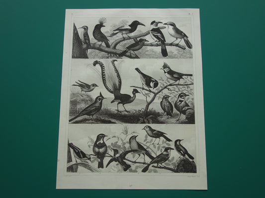 Vintage vogel prent van Zangvogels originele 170+ jaar oude illustratie mees pimpelmees kwikstaart leeuwerik antieke vogels afbeelding prints
