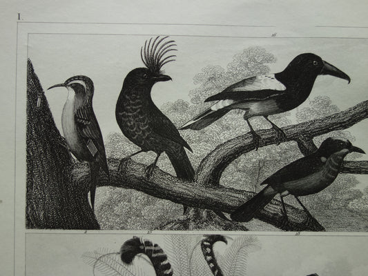 Vintage vogel prent van Zangvogels originele 170+ jaar oude illustratie mees pimpelmees kwikstaart leeuwerik antieke vogels afbeelding prints