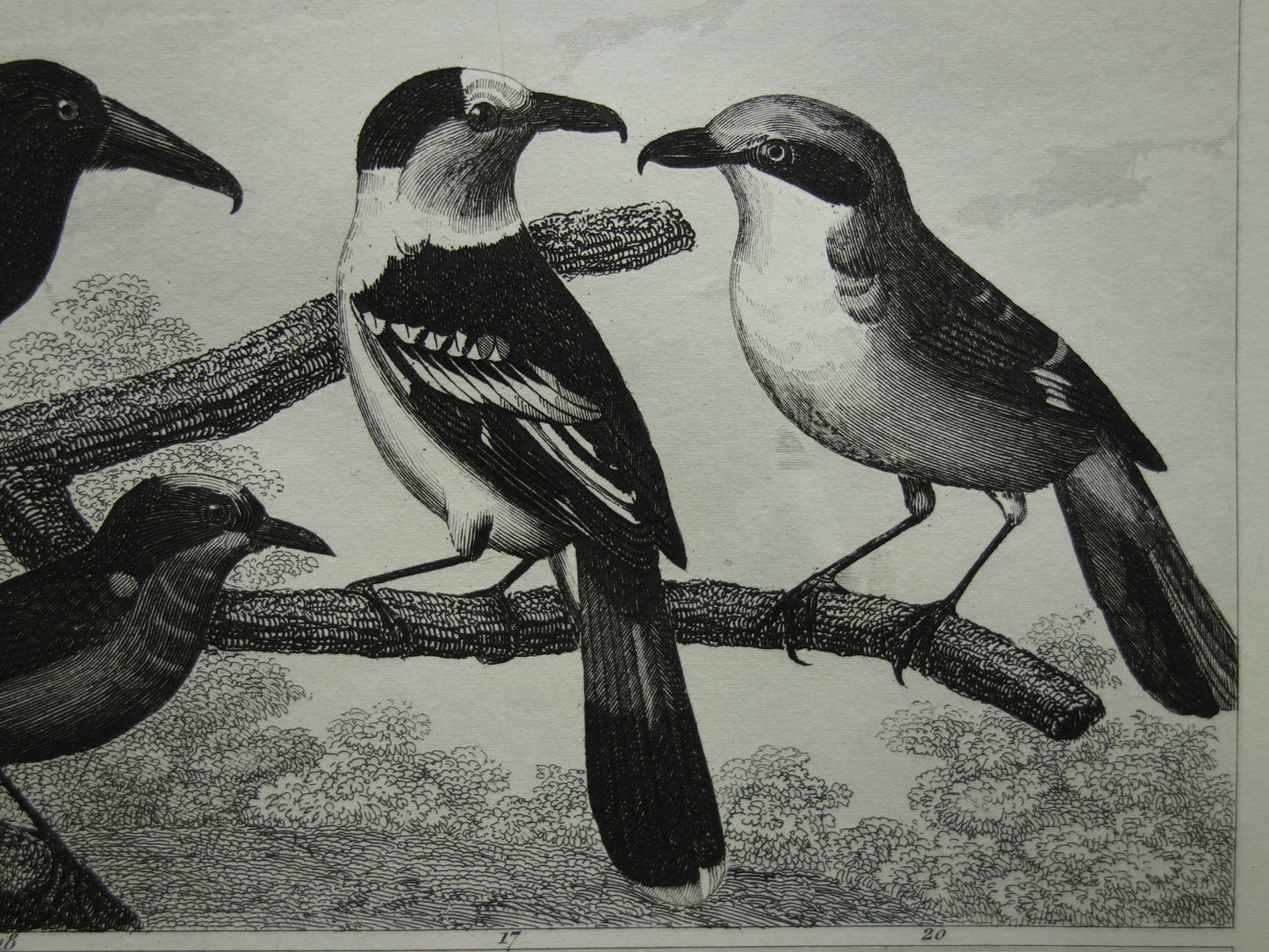 Vintage vogel prent van Zangvogels originele 170+ jaar oude illustratie mees pimpelmees kwikstaart leeuwerik antieke vogels afbeelding prints