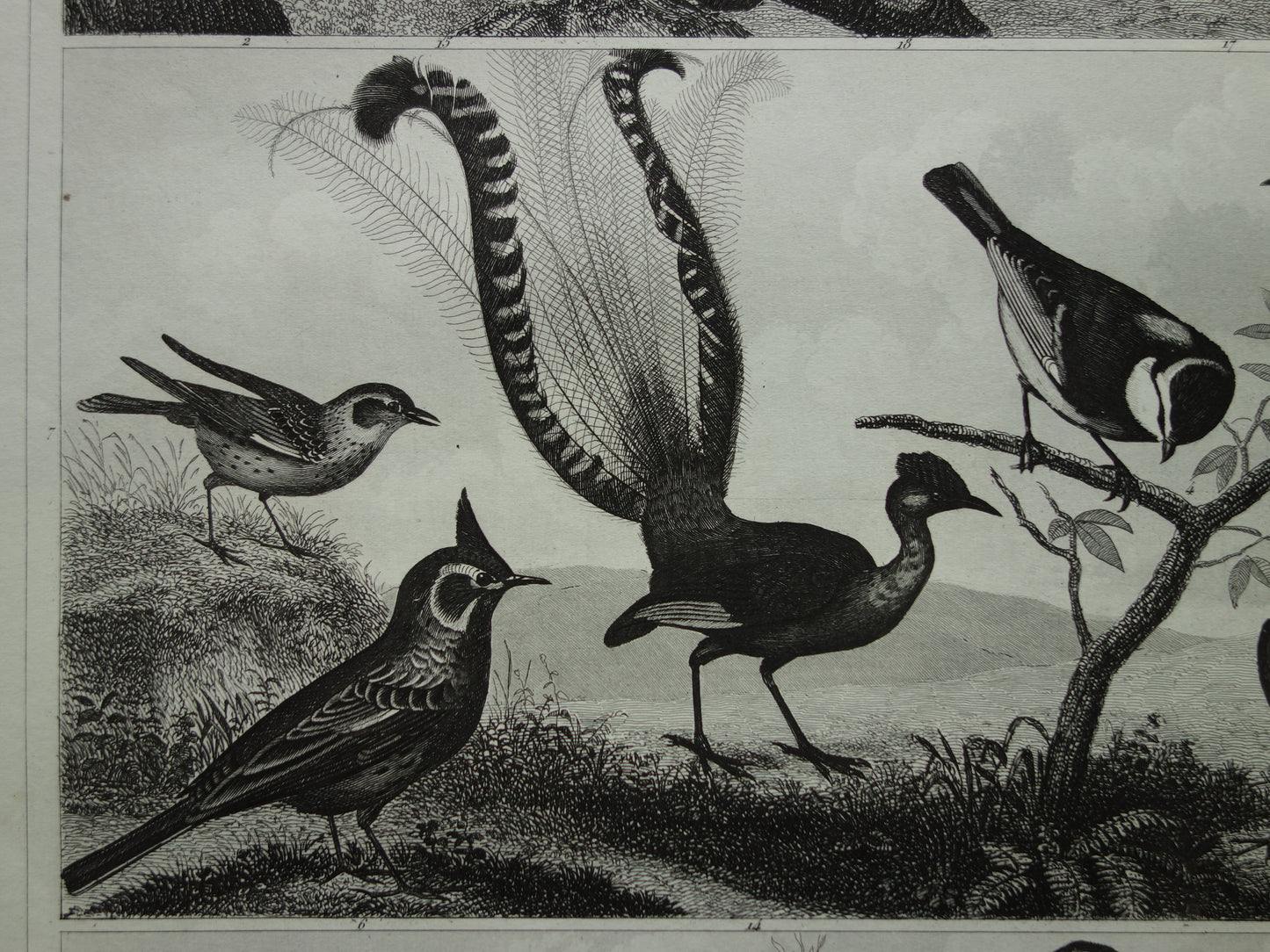 Vintage vogel prent van Zangvogels originele 170+ jaar oude illustratie mees pimpelmees kwikstaart leeuwerik antieke vogels afbeelding prints