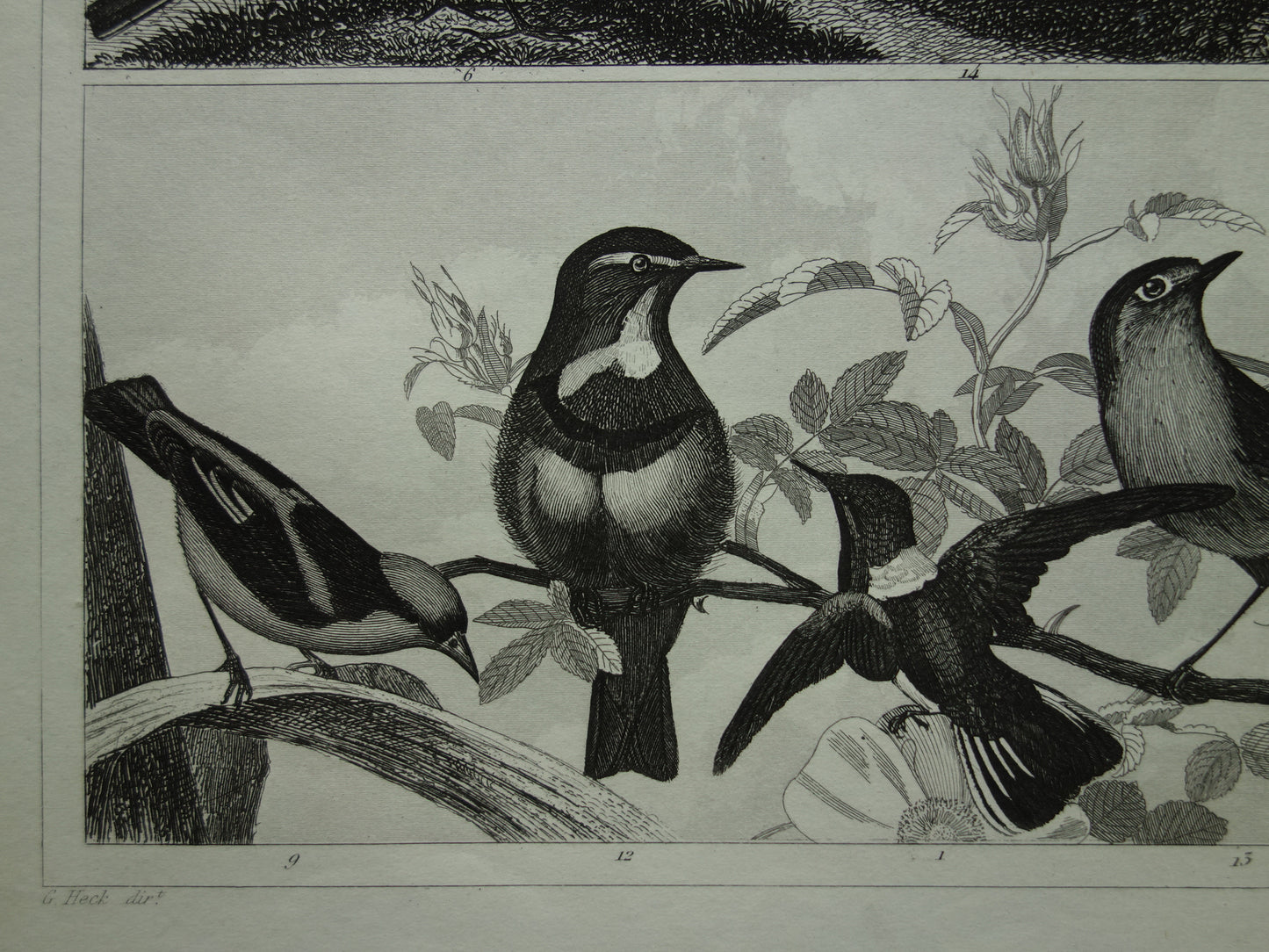 Vintage vogel prent van Zangvogels originele 170+ jaar oude illustratie mees pimpelmees kwikstaart leeuwerik antieke vogels afbeelding prints