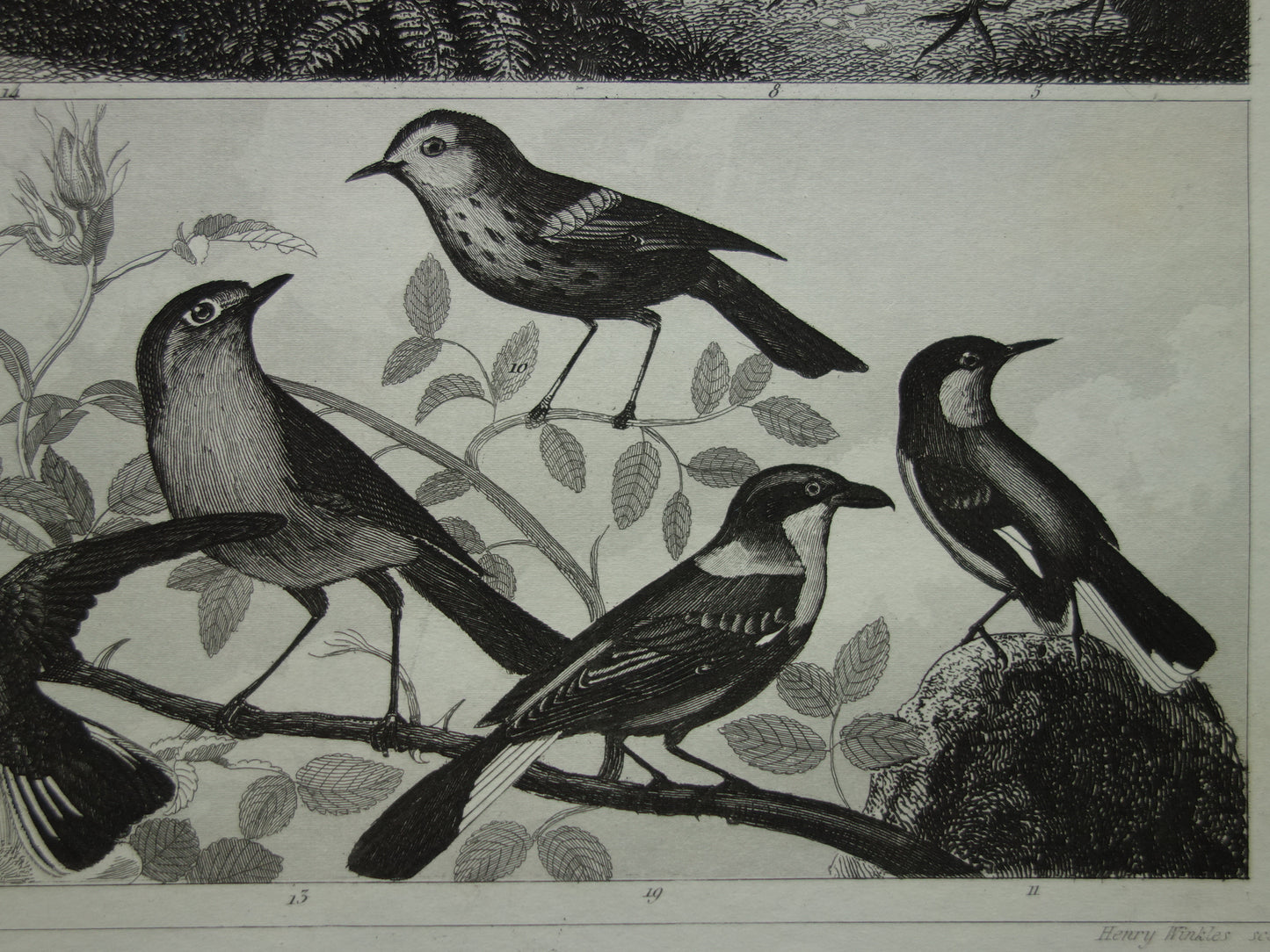 Vintage vogel prent van Zangvogels originele 170+ jaar oude illustratie mees pimpelmees kwikstaart leeuwerik antieke vogels afbeelding prints